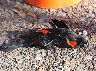 Massive bird die-off 'is an alarm' according to NMSU researcher