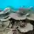 Dead table corals killed by bleaching on Zenith Reef, on the Northern Great Barrier Reef
