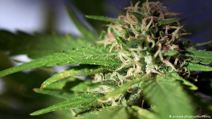 Los cogollos de cannabis hembra tienen el mayor contenido de THC, el principal componente psicoactivo del cannabis.