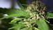 Flower buds of a Cannabis indica plant