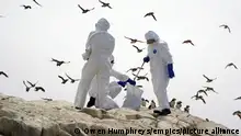 Bird flu. The National Trust team of rangers clear deceased birds from Staple Island, one of the Outer Group of the Farne Islands, off the coast of Northumberland, where the impact of Avian Influenza (bird flu) is having a devastating effect on one of the UK's best known and important seabird colonies with 3104 carcasses recovered by rangers so far. The National Trust, who care for the islands, have warned this number could be the tip of the iceberg as cliff nesting birds, including guillemots and kittiwakes, will have fallen and been lost to the sea. Picture date: Wednesday July 20, 2022. See PA story ANIMALS Farnes. Photo credit should read: Owen Humphreys/PA Wire URN:68033219
