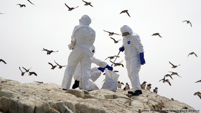 Un equipo de guardabosques despeja las aves fallecidas de la isla de Staple, una de las del grupo exterior de las islas Farne.