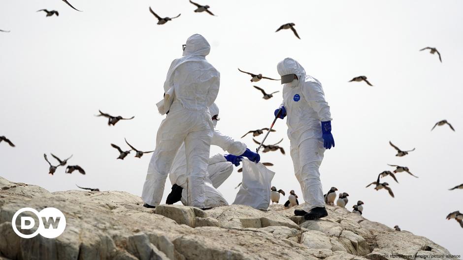 Could bird flu in mink signal threat of a human pandemic? DW 02/07/2023