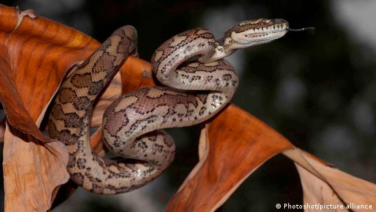 Australia: Python bites, drags child into pool