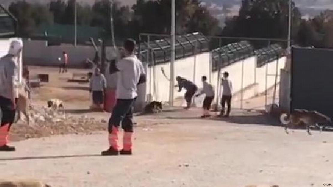 Köpeklere uygulanan şiddet bu görüntülerle kamuoyuna yansıdı