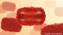 Monkeypox virions. The foreground particle is shown in a cut-out view, revealing its inner dumbbell-shaped core, containing the virus s DNA, and its side bodies, which are surrounded by an outer layer of surface filaments. CDC/ Cynthia Goldsmith, 2022 CDCx/xIMAGExPOINTxFRx/xBSIP 016699_021 941_04_Bsip_016699_021