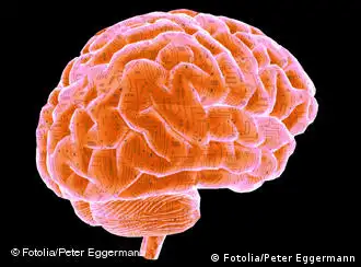 Gehirn mit Leitungen - isoliert, Foto: Fotolia/Peter Eggermann, 28514000