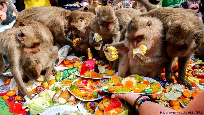 En medio del tráfico, los monos se agolpan para recibir comida durante el Festival de Monos, en Lopburi, Tailandia. Antes había unos 300 monos, dice el fundador del festival. Ahora hay casi 4.000 en la ciudad, donde estos animales y las personas pueden vivir en armonía''. El festival anual se lleva a cabo como una forma de mostrar gratitud a estas criaturas por traer turismo.