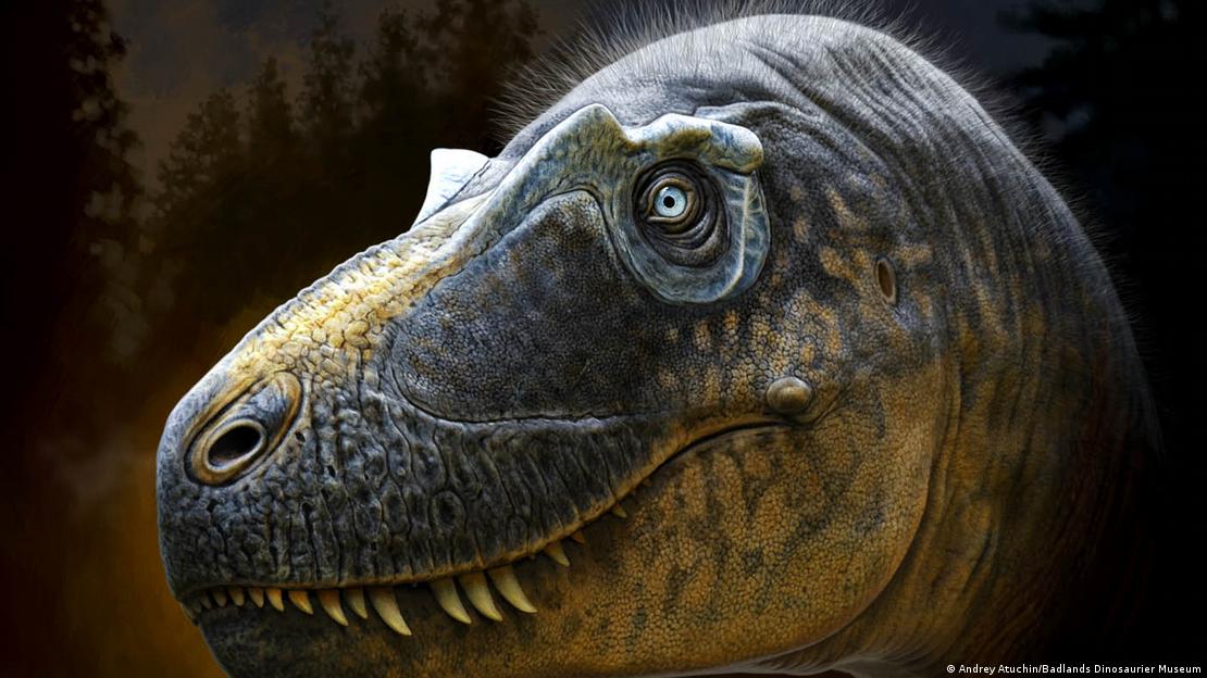 Un Tiranosaurio Rex. 