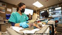 Acuario salva a 150 tortugas de morir por hipotermia