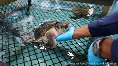 US aquarium saves 150 sea turtles from the cold – DW – 11/29/2022