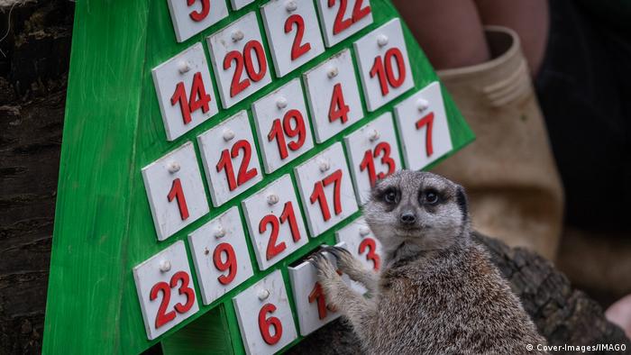 Odbrojavanje do Božića je počelo. Svakoga dana do 25. decembra merkati u zoološkom vrtu u Londonu mogu da otvore po jedna vratanca sa odgovarajućim datumom i tu pronađu svoje omiljene grickalice.