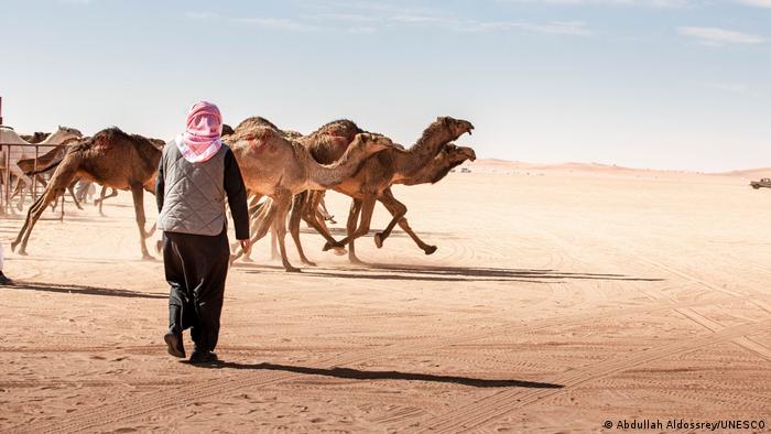 Καμήλες / έρημος