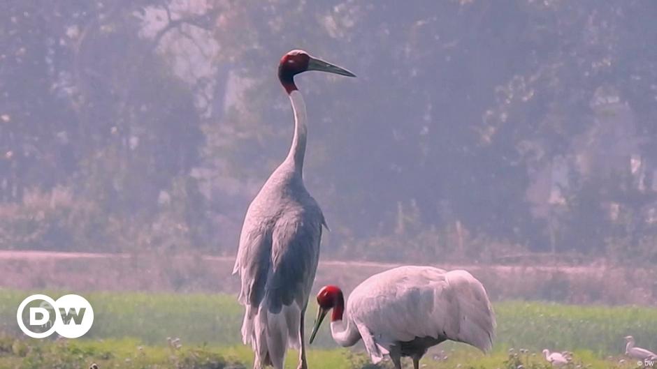 Saving the Sarus Crane – DW – 12/01/2022