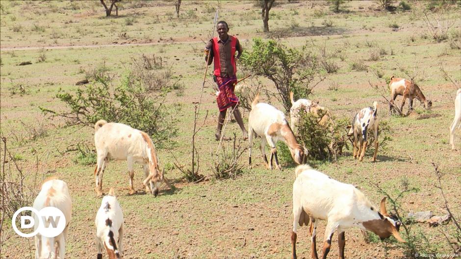 How one community in Kenya is adapting to climate change – DW – 11/02/2023