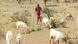 Kenyan herders with animals Kenyan herders with animals