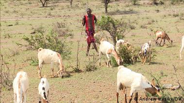 Global carbon offset sector under scrutiny – DW – 02/26/2025