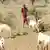 Kenyan herders with animals