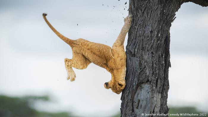 Махащи еноти, намигащи лисици и усмихнати риби - разгледайте най-забавните