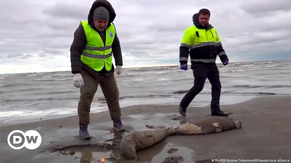 Russia: Around 2,500 seals found dead in Dagestan