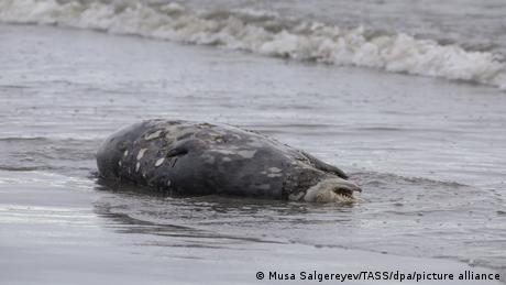 Robben-Massensterben im Kaspischen Meer