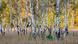 A copse of silver birch trees