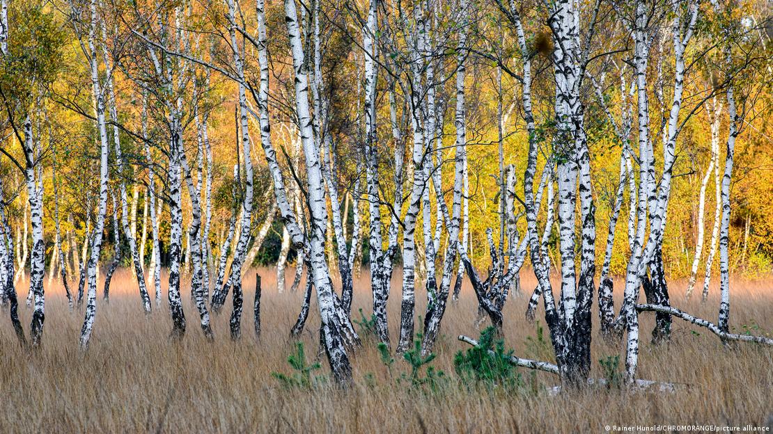 A copse of silver birch trees