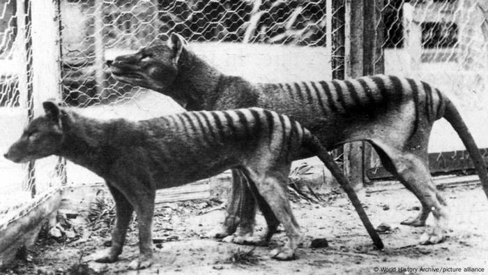 Ahora extinto, el tigre de Tasmania (thylacine) en el Zoo de Hobart Tasmania;Australia. 1933.