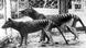 Ahora extinto, Tigre de Tasmania en el Zoo de Hobart Tasmania, en Australia (1933). Ahora extinto, Tigre de Tasmania en el Zoo de Hobart Tasmania, en Australia (1933).