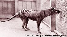 Now extinct, Tasmanian Tiger (thylacine) in Hobart Zoo Tasmania;Australia. 1933 (World History Archive)