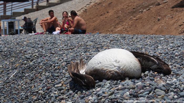 Un grupo de turistas son vistos en una playa de Lima, donde han aparecido aves marinas muertas debido a la gripe aviar.