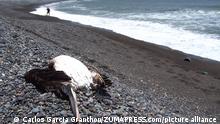 Perú recomienda restringir acceso a playas por riesgo de gripe aviar