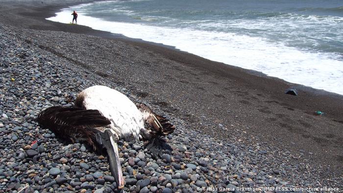 Ein toter Pelikan liegt an einem dunklen Kieselstrand in Lima, Peru