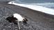 Las autoridades peruanas han localizado hasta ahora en las playas 10.257 pelícanos fallecidos, 2.919 piqueros marinos y 614 camanay, entre otras especies. Las autoridades peruanas han localizado hasta ahora en las playas 10.257 pelícanos fallecidos, 2.919 piqueros marinos y 614 camanay, entre otras especies.