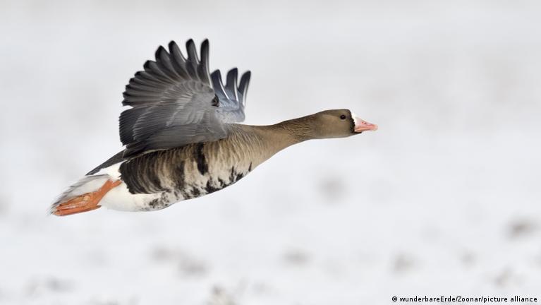 Сибирские гуси выбирают Германию – DW – 15.12.2022
