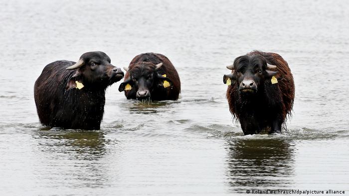 Водяной буйвол на Нижнем Рейне