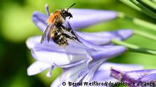 Eine Wildbiene klettert auf der Blüte einer Schmucklilie und ist mit Pollen übersät.