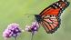 Monarch Butterfly Monarch Butterfly