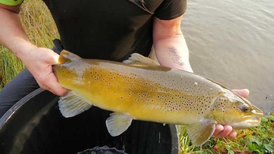 Releasing trout into France's wild DW 12/08/2022