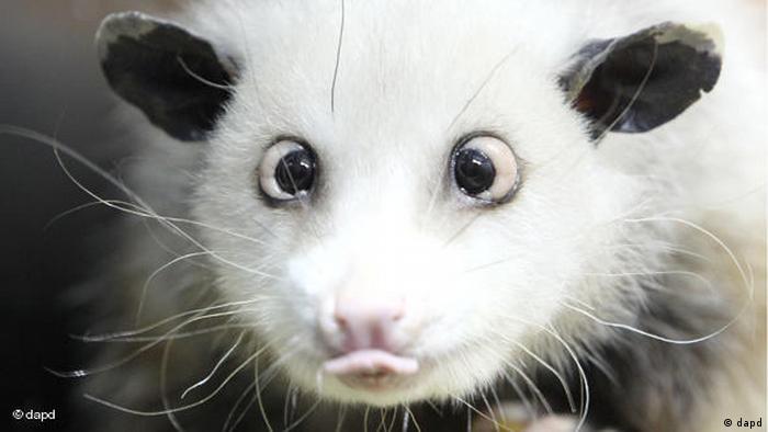 Flash-Galerie Das schielende Opossum Mädchen Heidi