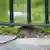 Una rata se pasea a placer justo frente a la oficina de la autoridad de vivienda en Brooklyn
