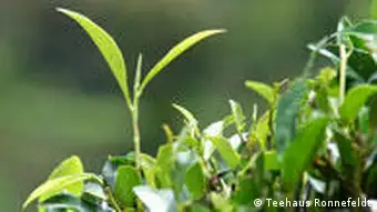 Tee Pflanzenarten