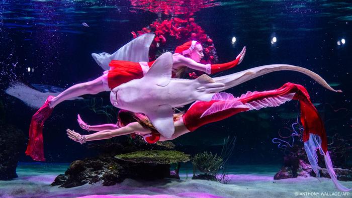 Espectáculo bajo el agua donde buceadores nadan junto a los peces del acuario Aqua Planet 63 en Seúl.