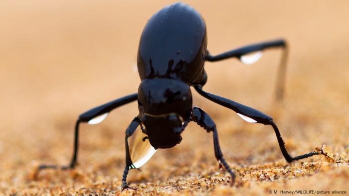 Ein Namib-Wüstenkäfer streckt auf dem Sand sein Hinterteil in die Luft, Wassertropfen hängen an seinen Beinen und seinem Maul