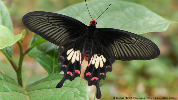Розовая бабочка, полностью черная с кремовыми и красными пятнами на кончиках крыльев, отдыхает на зеленом листе.