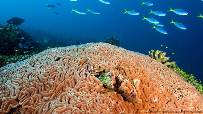 Steinkorallen, die einem riesigen rosa Gehirn ähneln, ruhen auf dem Meeresboden, während über ihnen ein Schwarm blauer Fische mit gelb-grünen Schwänzen vorbeischwimmt