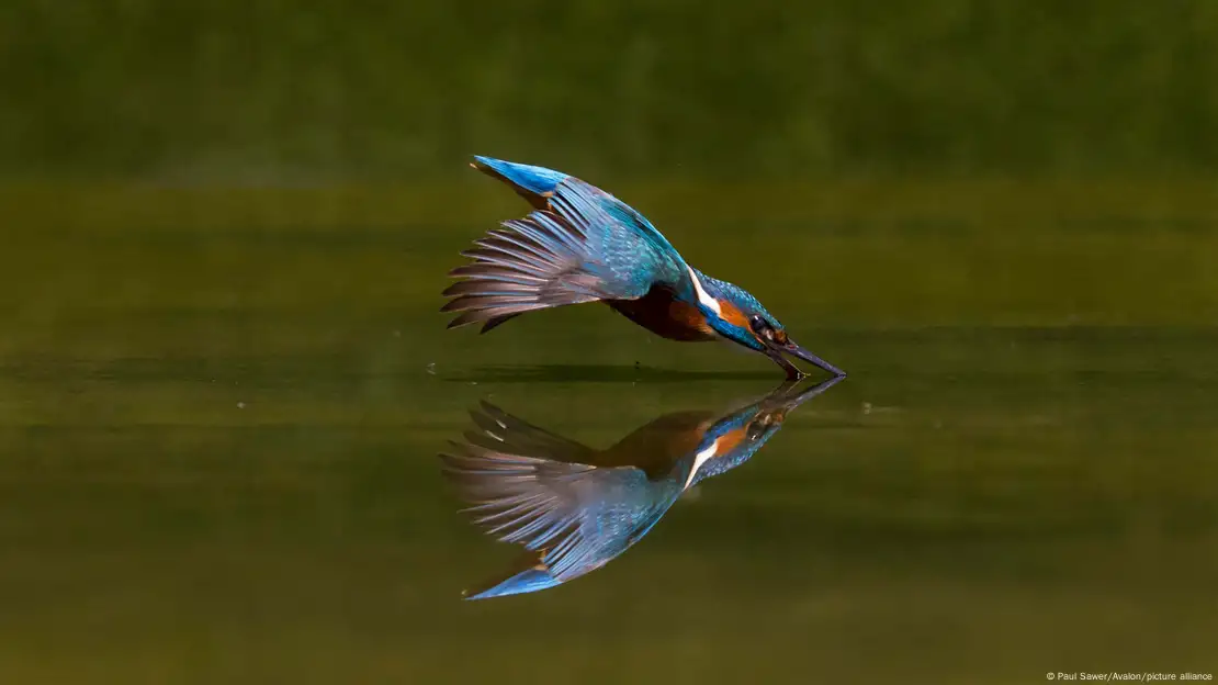 Art Glass Bird - Kingfisher - Getty Museum Store