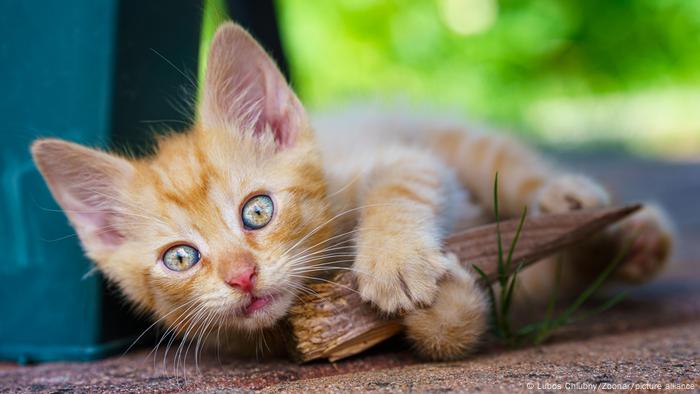 Los gatos pueden reducir la biodiversidad y perjudicar la salud ecológica. 