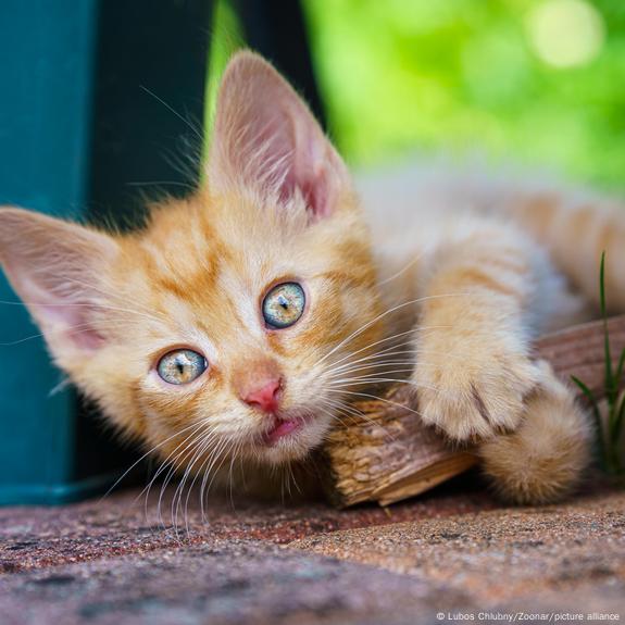 Por qué los gatos no deben salir de la casa? La ciencia lo explica