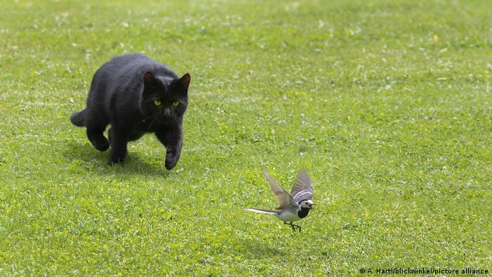 Many people mistakenly believe that cats hunt non-natives like mice, when in fact they prefer to hunt smaller native species, Herrera explains. 